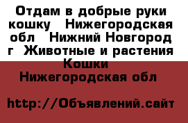 Отдам в добрые руки кошку - Нижегородская обл., Нижний Новгород г. Животные и растения » Кошки   . Нижегородская обл.